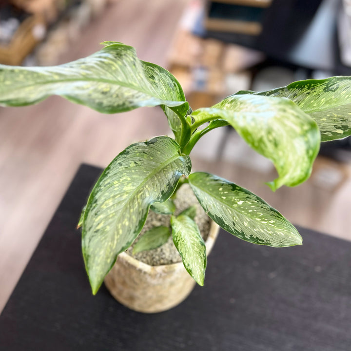 Dieffenbachia Living Gift